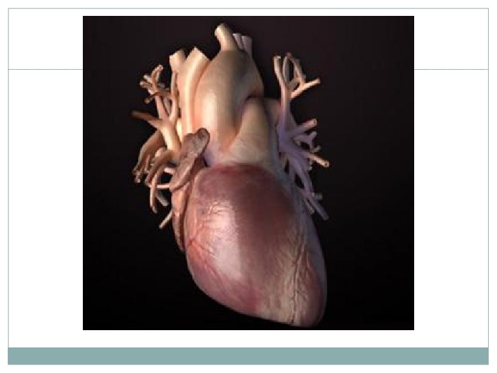 Проводящая Система Сердца Гистология Презентация