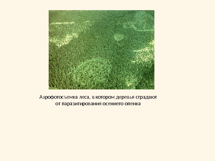 Аэрофотосъемка леса, в котором деревья страдают от паразитирования осеннего опенка 