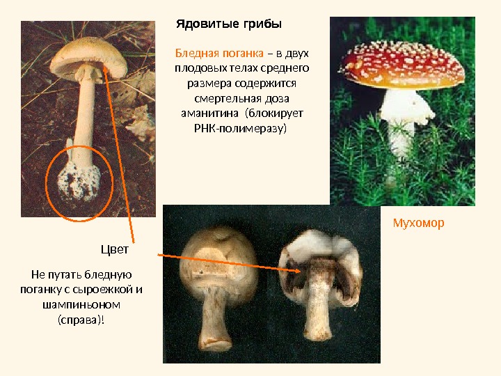 Мухомор. Ядовитые грибыБледная поганка – в двух плодовых телах среднего размера содержится смертельная доза аманитина (блокирует