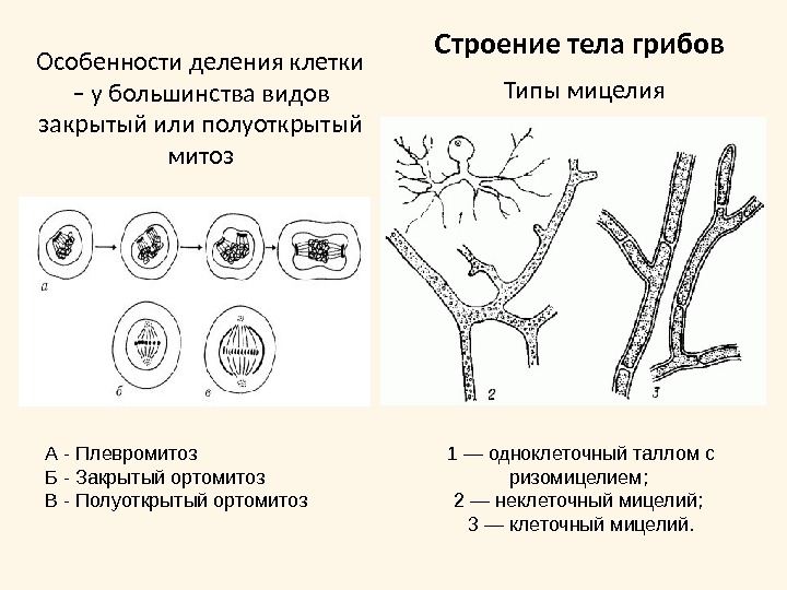 1 — одноклеточный таллом с ризомицелием; 2 — неклеточный мицелий; 3 — клеточный мицелий. А -