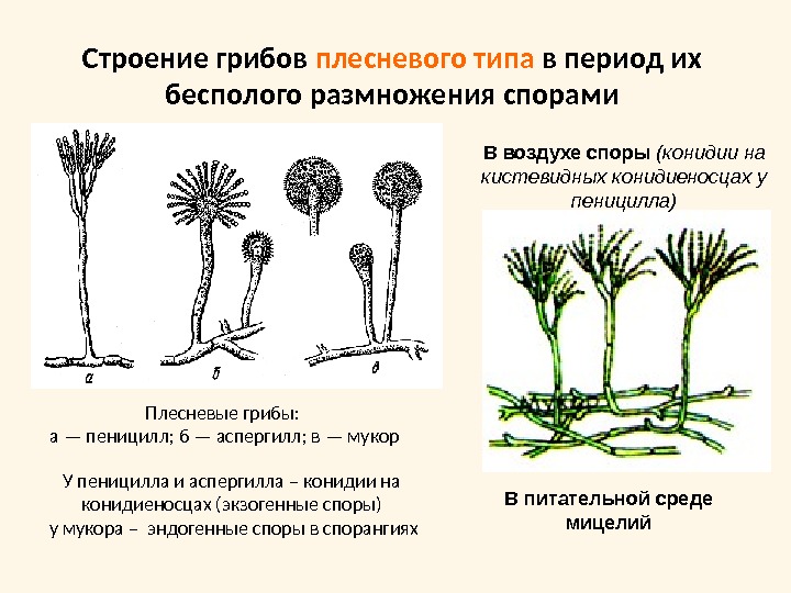 Строение грибов плесневого типа в период их бесполого размножения спорамиВ воздухе споры (конидии на кистевидных конидиеносцах