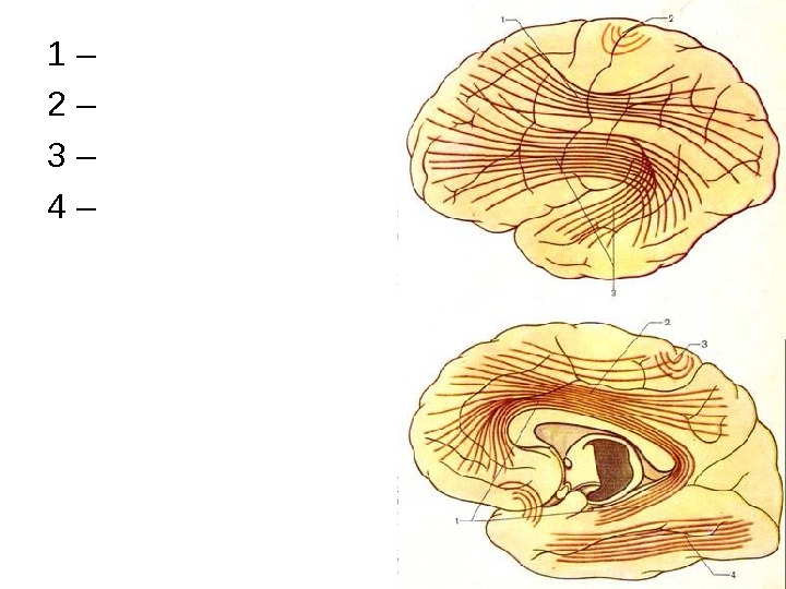 Endbrain Interbrain Midbrain Hindbrain Some types of