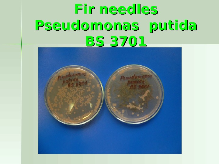 Phytoncides’ effect on the growth of Pseudomonas