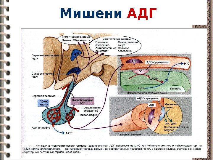 Адг Бай Магазин