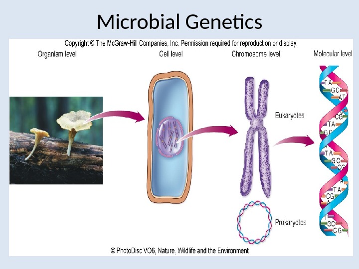 Microbial Genetics By Konrad T Juszkiewicz Md Mph 9242