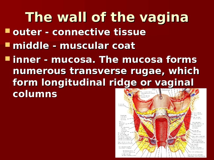 Genital Organs The Male Internal Genital 9604