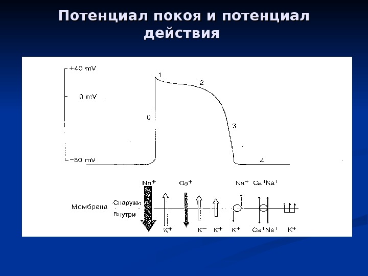 клиническая электрокардиография циммерман скачать