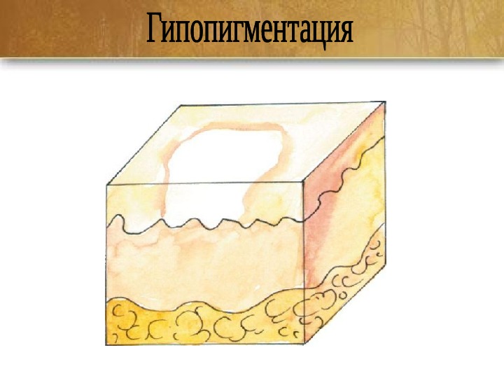 Элементы Кожи Фото