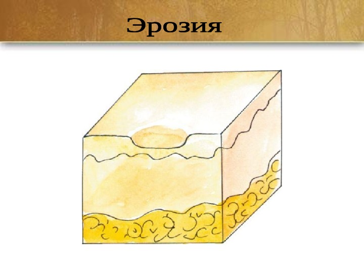 Элементы Кожи Фото