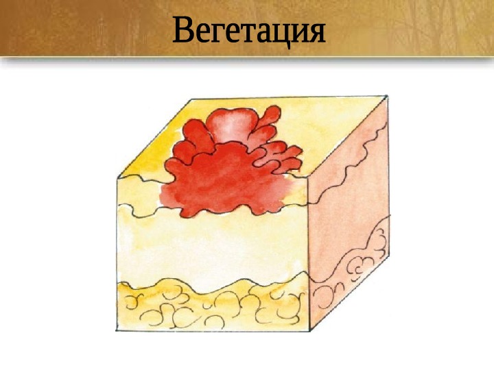 Элементы Кожи Фото