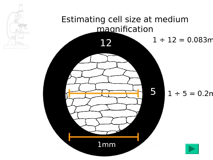 Measuring Cells Syllabus Reference: