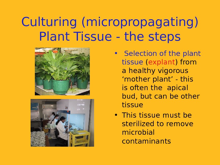 plant-tissue-culture-and-applications