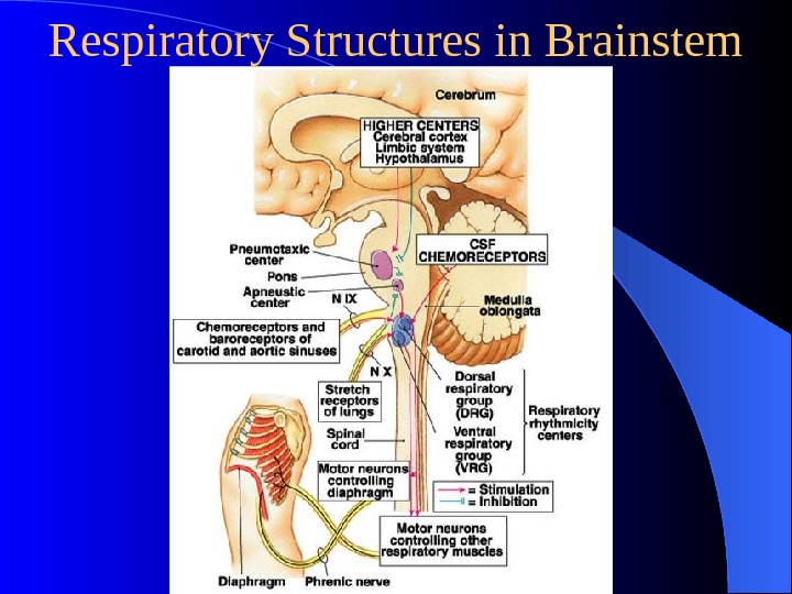 Section 4 Regulation of the Respiration I.
