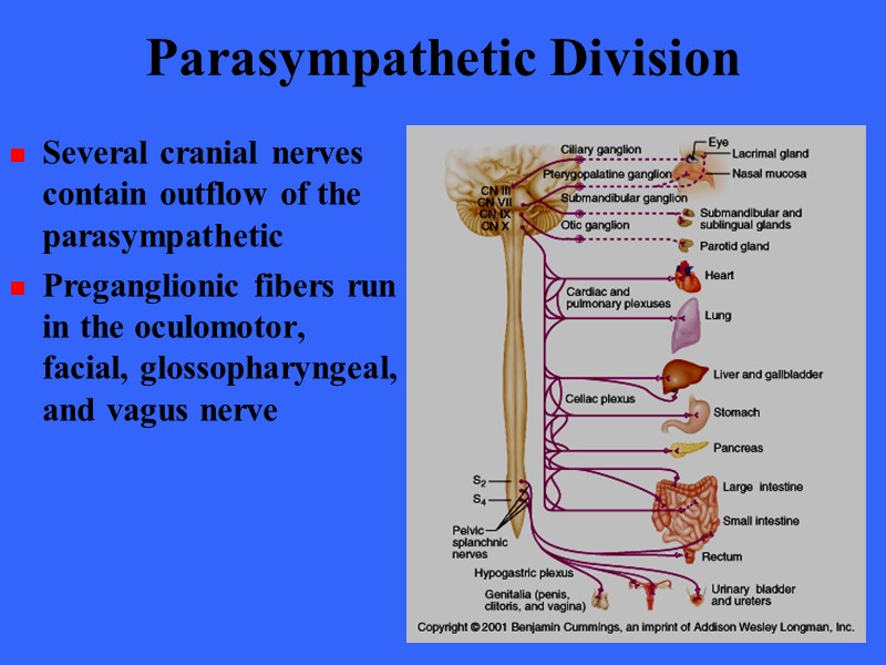 The Autonomic Nervous System Chapter 15 Introduction The