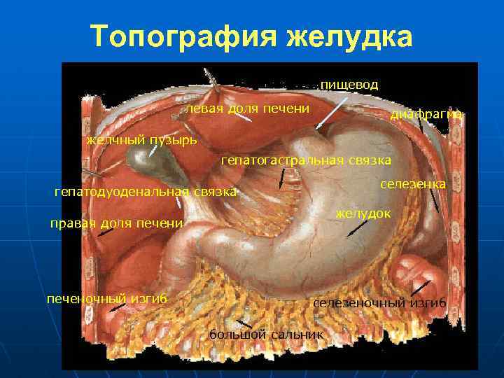 Свиная Брюшина Рецепт С Фото