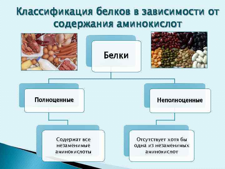 Белковая Диета Называется Полноценной Если Содержит