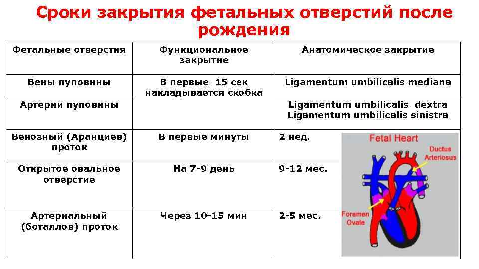 2 Вены В Пуповине Вместо 3