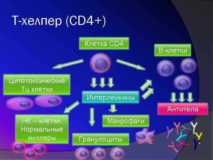 клетка CD4