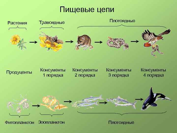 Выберите Правильную Цепь Питания