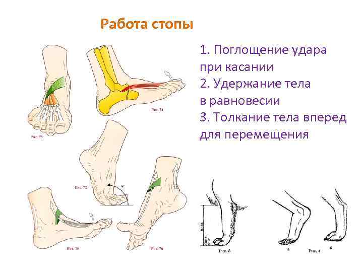 Фаллоимитатор С Функцией Толкания