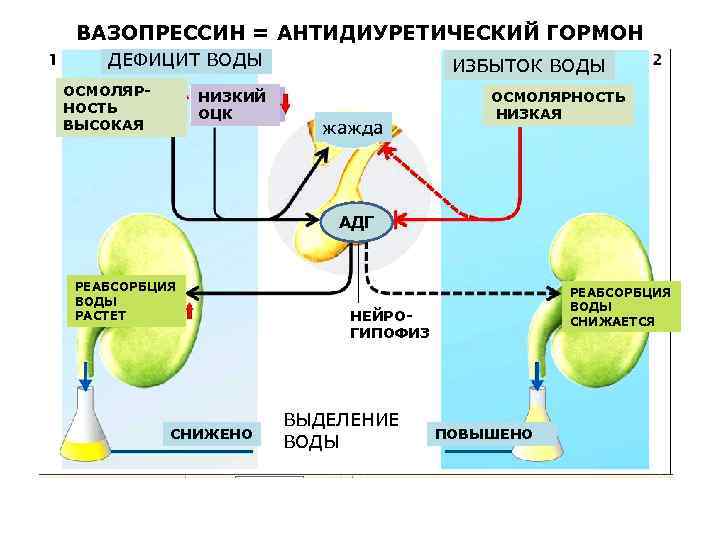 Адг Бай Магазин