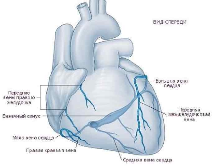 4 Вены Сердца