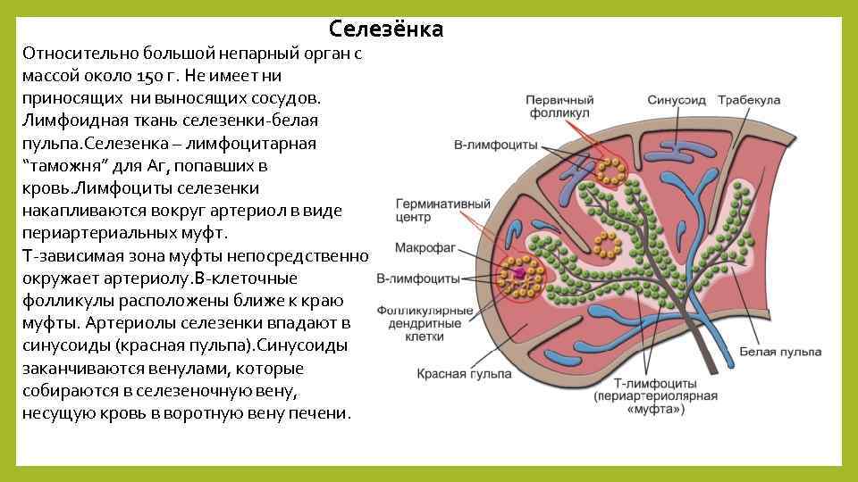 Диаметр Селезеночной Вены 8 Мм