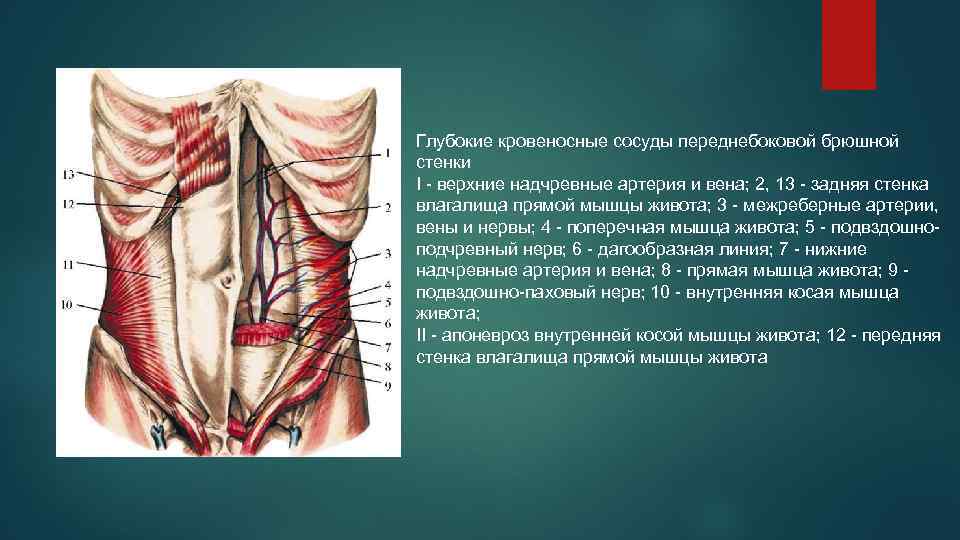 Вены Задней Стенки Туловища