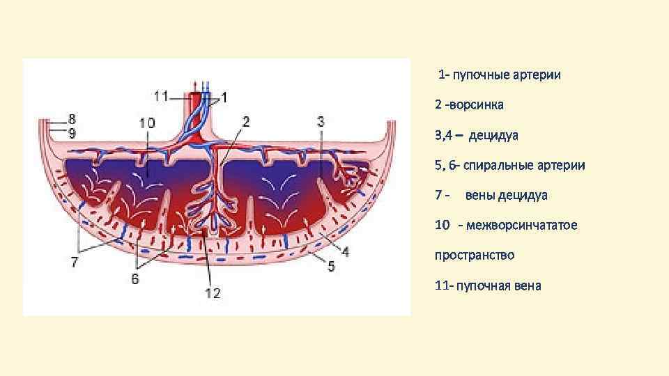 Пуповина 3 Вены