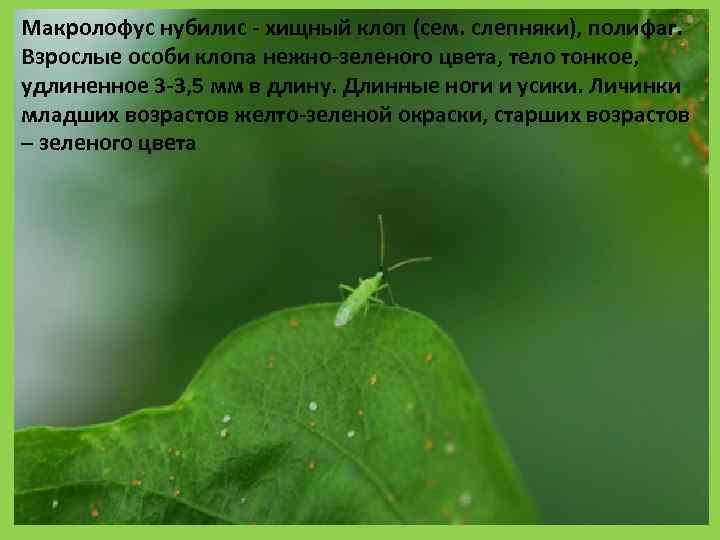 Клоп Макролофус фото