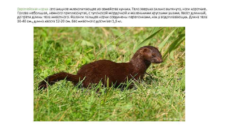 Короткие Ноги Секс Видео