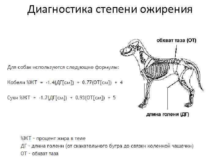 Как Понять Что У Собаки Лишний Вес