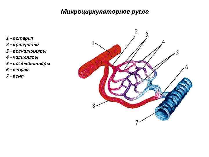 Вены Емкостные Сосуды