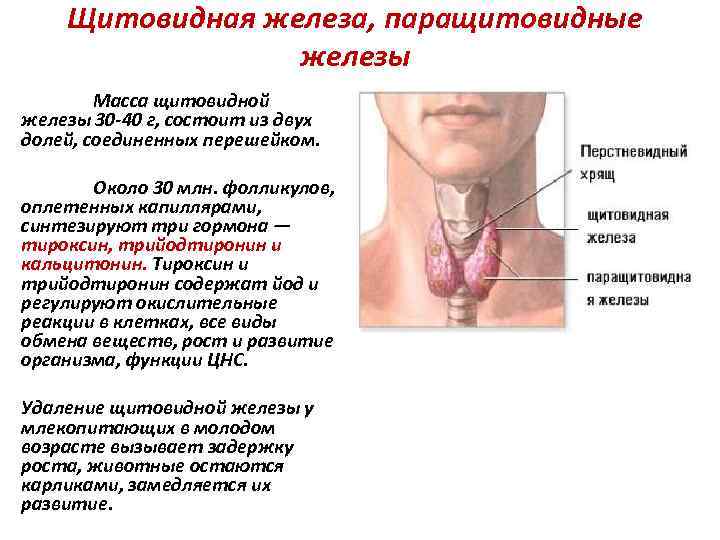 Диета При Паращитовидной Железы