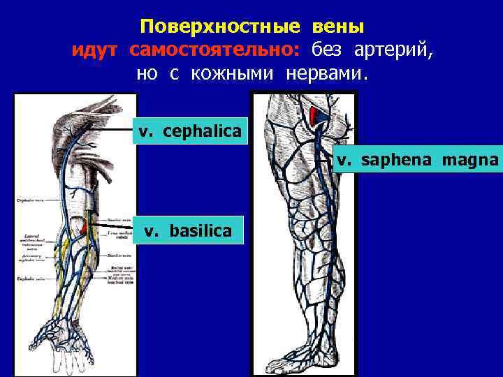 Вены Цефалика И Базилика