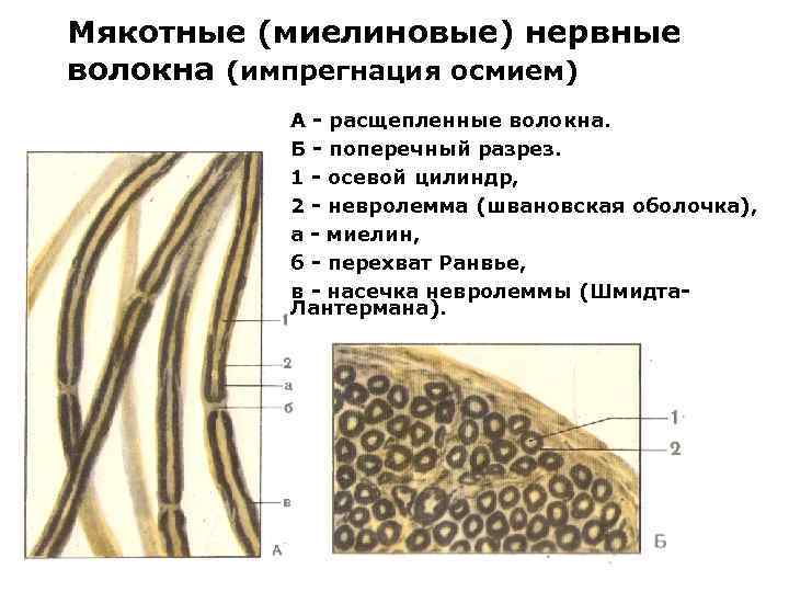 Секс Фурри Комикс Импрегнация