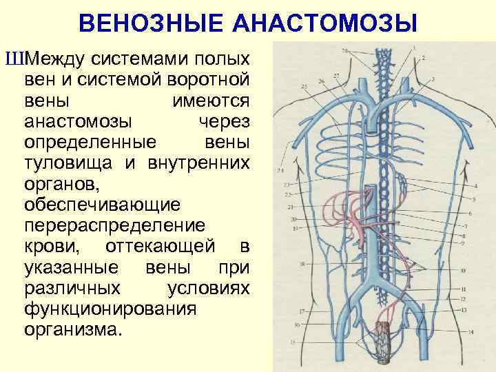 Вены Задней Стенки Туловища