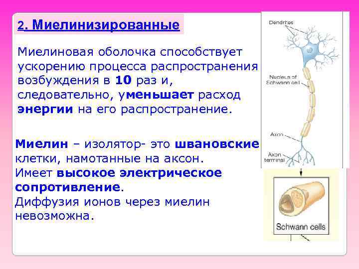 Белково Липидная Диета Для Восстановления Миелиновой Оболочки