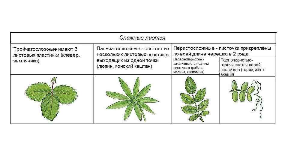 Листорасположение Листьев Конского Каштана