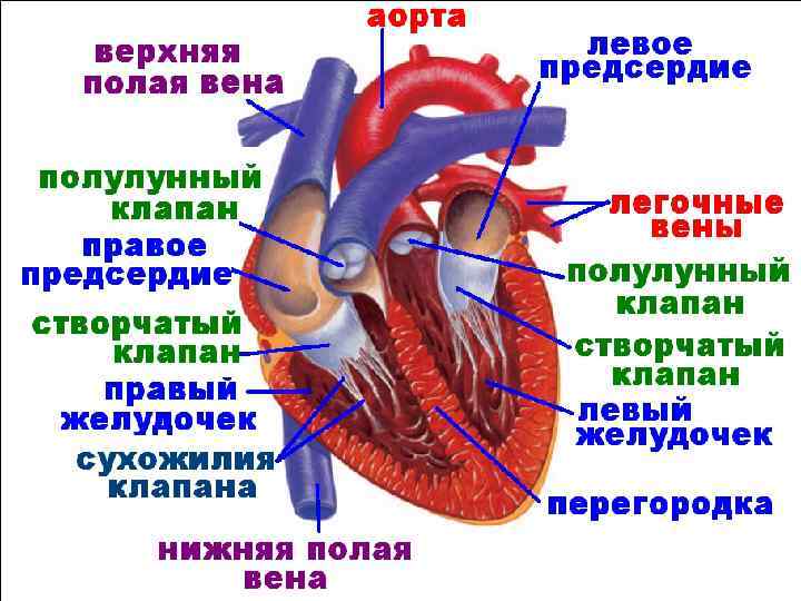 4 Вены Сердца