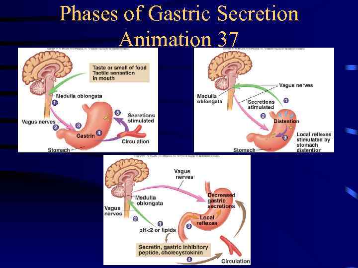 The Digestive System No Guts — No Glory 