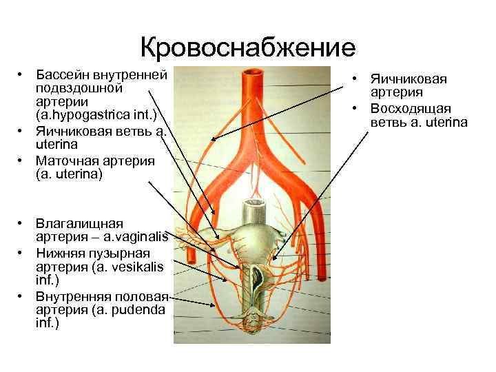 Сочные промежности домашних дам