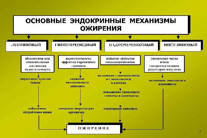 Лишний Вес И Эндокринная Система