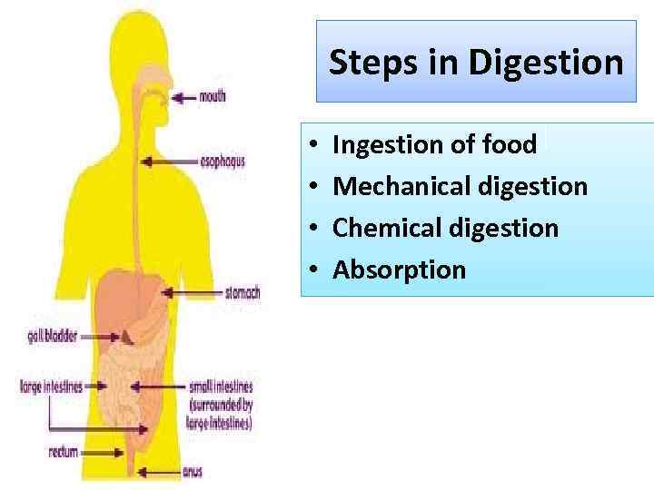 Human Digestive System Hds Digestion And Organs