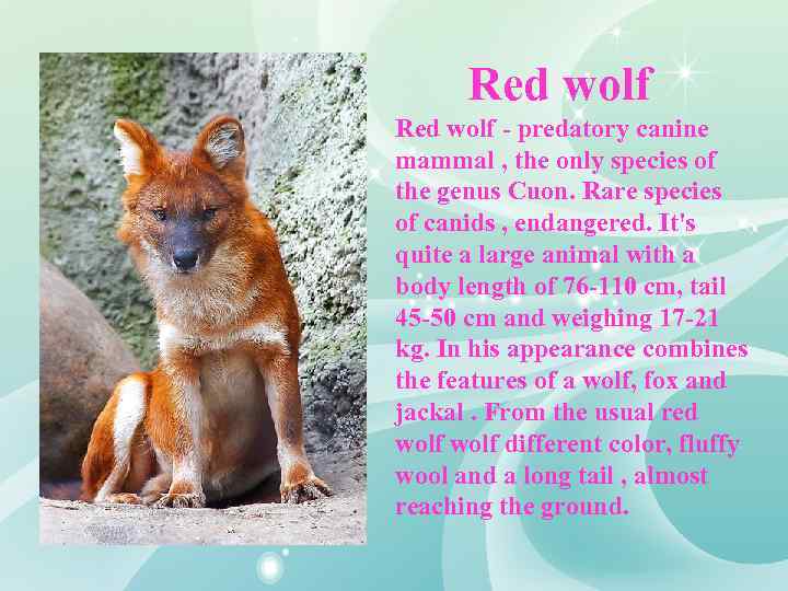 Redhead And Wolf Porn Redhead And Wolf Porn Redhead And Wolf Porn Redhead And Wolf 1