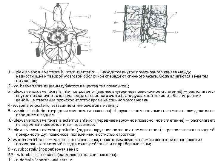 Вены Задней Стенки Туловища