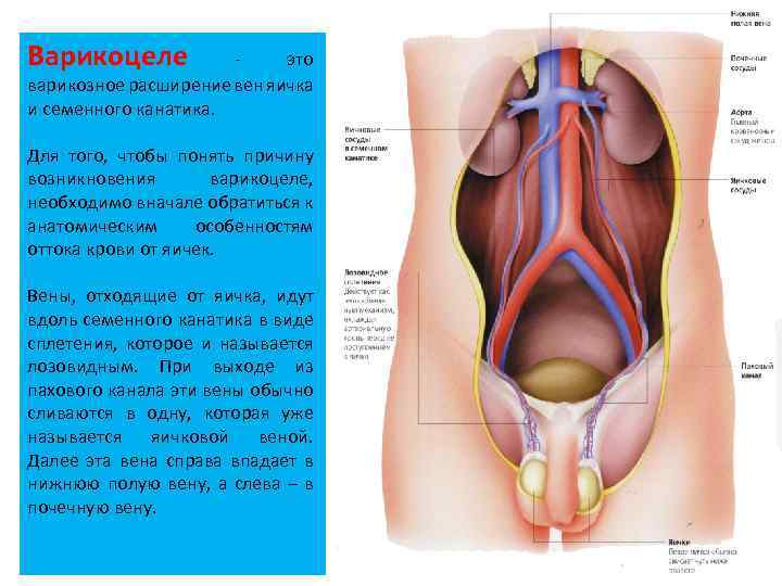 Варикоз Вен Семенного Канатика