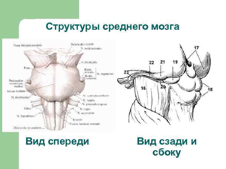 Сексуальная Света выебана спереди и сзади