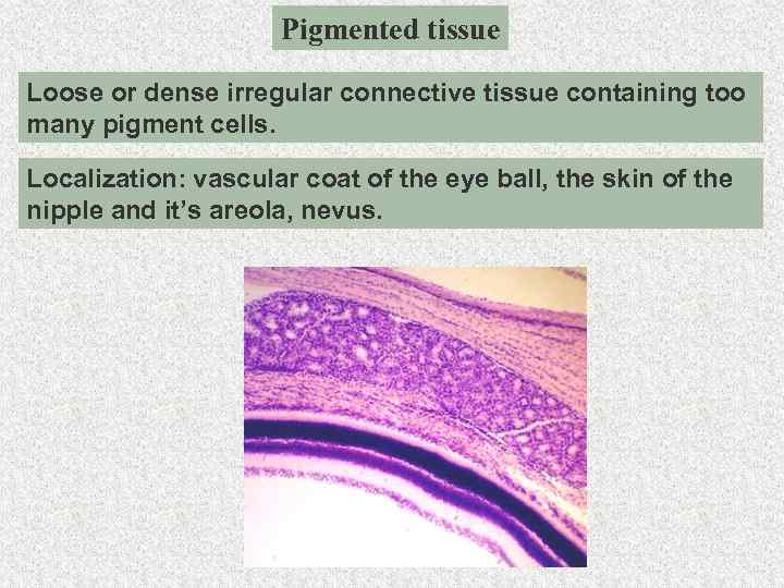 CONNECTIVE TISSUE BLOOD CELLS THE GENERAL CHARACTERISTICS