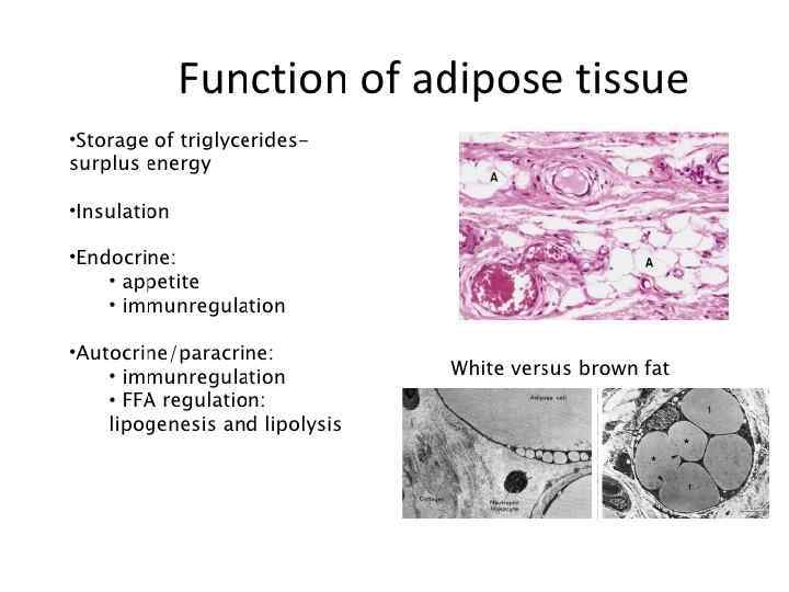 Mature fibroadipose tissue